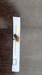 Apis mellifera