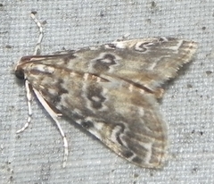 Elophila gyralis
