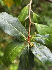 Diabrotica undecimpunctata