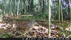 Gorsachius melanolophus