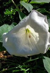 Datura innoxia