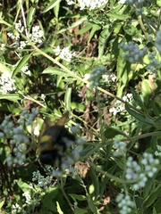 Xylocopa virginica