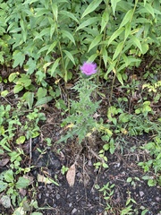 Cirsium