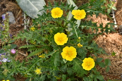 Potentilla crantzii