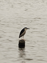 Nycticorax nycticorax