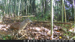 Gorsachius melanolophus