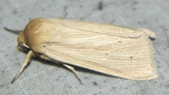 Mythimna oxygala