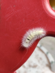 Calliteara pudibunda