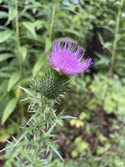 Cirsium
