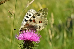 Parnassius apollo