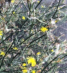 Chondrilla juncea