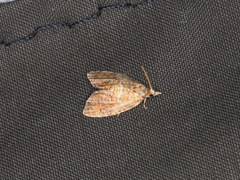 Pseudargyrotoza conwagana