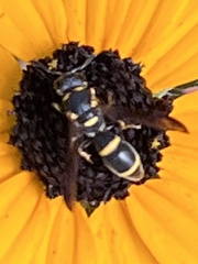 Parancistrocerus perennis