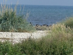 Haematopus ostralegus
