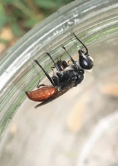 Astata