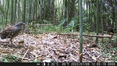 Gorsachius melanolophus