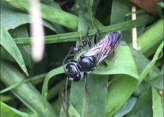 Astata