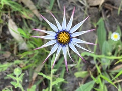 Dimorphotheca pluvialis