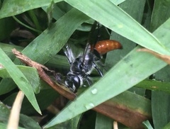 Astata