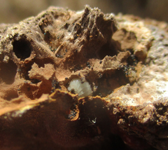 Fungi