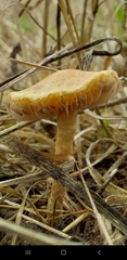 Tubaria furfuracea