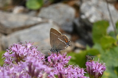 Satyrium spini