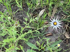 Dimorphotheca pluvialis