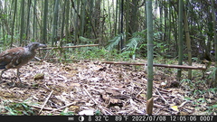 Gorsachius melanolophus