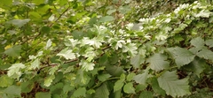 Crataegus monogyna