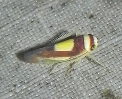 Colladonus clitellarius