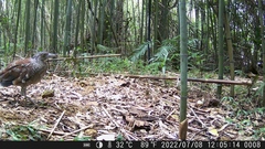 Gorsachius melanolophus