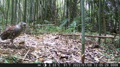 Gorsachius melanolophus