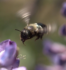 Osmia
