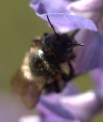 Osmia