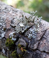 Ramalina fastigiata