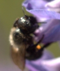 Osmia