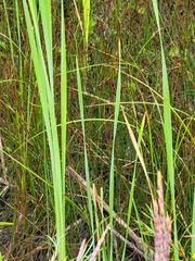 Typha