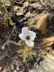 Drosera cistiflora