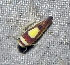 Colladonus clitellarius