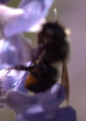 Osmia