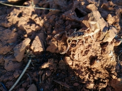 Uroplectes triangulifer