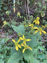 Verbesina alternifolia
