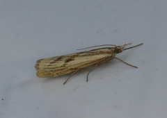 Agriphila inquinatella