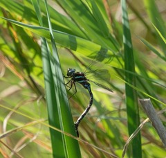 Aeshna tuberculifera