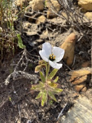Drosera cistiflora