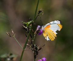 Belenois thysa thysa