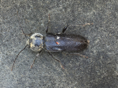 Hylotrupes bajulus