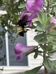 Bombus pensylvanicus