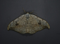 Drepana falcataria