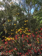 Handroanthus chrysotrichus
